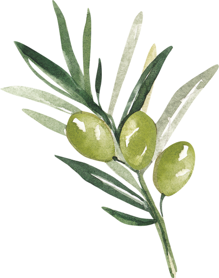 Green Olive Branch Watercolor